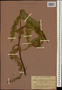 Cirsium ×kozlovskyi Petr., Кавказ, Грузия (K4) (Грузия)