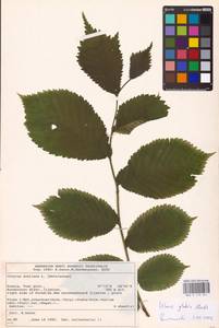 Вяз голый, Вяз шершавый Huds., Восточная Европа, Северо-Западный район (E2) (Россия)