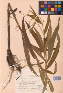 Лютик длиннолистный L., Восточная Европа, Западный район (E3) (Россия)