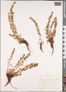 Artemisia pycnorrhiza Ledeb., Сибирь, Алтай и Саяны (S2) (Россия)