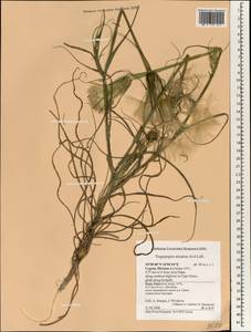 Tragopogon porrifolius subsp. porrifolius, Зарубежная Азия (ASIA) (Кипр)