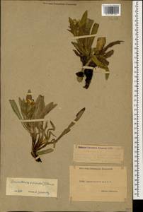 Гуния красивая (Willd. ex Roem. & Schult.) Greuter & Burdet, Кавказ, Дагестан (K2) (Россия)