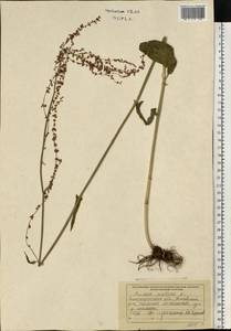 Щавель кислый L., Восточная Европа, Западно-Украинский район (E13) (Украина)