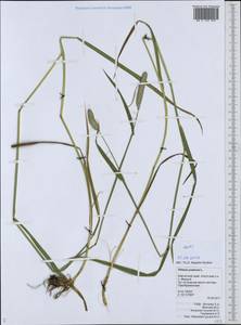 Тимофеевка луговая L., Сибирь, Чукотка и Камчатка (S7) (Россия)