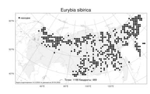 Eurybia sibirica, Эврибия сибирская (L.) G. L. Nesom, Атлас флоры России (FLORUS) (Россия)