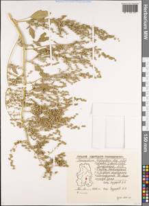 Chenopodium berlandieri var. zschackei (Murr) Murr, Восточная Европа, Волжско-Камский район (E7) (Россия)