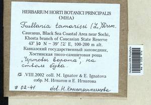 Frullania tamarisci (L.) Dumort., Гербарий мохообразных, Мхи - Северный Кавказ и Предкавказье (B12) (Россия)