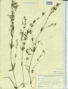 Подмаренник северный L., Восточная Европа, Белоруссия (E3a) (Белоруссия)