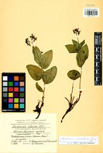 Mertensia serrulata (Turcz.) DC., Сибирь, Прибайкалье и Забайкалье (S4) (Россия)