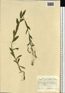 Неслия метельчатая (L.) Desv., Восточная Европа, Московская область и Москва (E4a) (Россия)