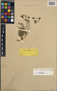Linum leucanthum Boiss. & Spruner, Западная Европа (EUR) (Греция)