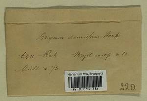 Plagiobryum demissum (Hook.) Lindb., Гербарий мохообразных, Мхи - Западная Европа (BEu) (Неизвестно)