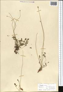 Papaver tenellum Tolm., Средняя Азия и Казахстан, Муюнкумы, Прибалхашье и Бетпак-Дала (M9) (Казахстан)