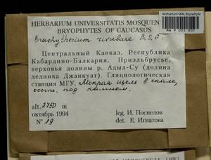 Brachythecium rivulare Schimp., Гербарий мохообразных, Мхи - Северный Кавказ и Предкавказье (B12) (Россия)
