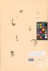 Callitriche palustris subsp. palustris, Сибирь, Дальний Восток (S6) (Россия)