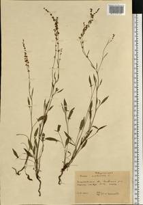 Щавель воробьиный, Щавелек L., Восточная Европа, Западно-Украинский район (E13) (Украина)