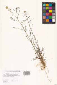 Желтушник белоцветковый (Stephan ex Willd.) B.Fedtsch., Восточная Европа, Нижневолжский район (E9) (Россия)