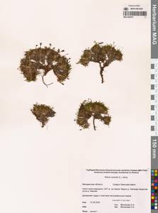 Смолевка бесстебельная (L.) Jacq., Сибирь, Чукотка и Камчатка (S7) (Россия)