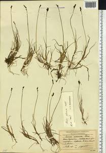 Осока галечная Schkuhr ex Wahlenb., Сибирь, Чукотка и Камчатка (S7) (Россия)