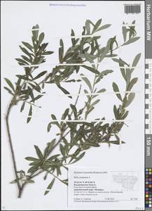 Ива пурпурная, Ива пурпуровая L., Восточная Европа, Центральный район (E4) (Россия)