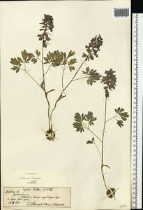Хохлатка плотная (L.) Clairv., Восточная Европа, Московская область и Москва (E4a) (Россия)