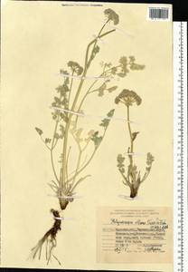 Вздутоплодник волосистый (Turcz. ex Fisch. & C.A.Mey.) Turcz. ex Ledeb., Сибирь, Чукотка и Камчатка (S7) (Россия)