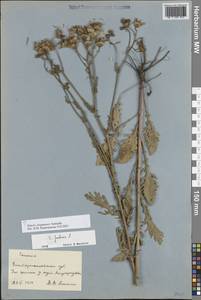 Якобея ферганская (Schischk.) B.Nord., Восточная Европа, Южно-Украинский район (E12) (Украина)