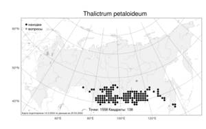 Thalictrum petaloideum, Василисник лепестковый L., Атлас флоры России (FLORUS) (Россия)