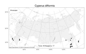 Cyperus difformis, Сыть разнородная L., Атлас флоры России (FLORUS) (Россия)