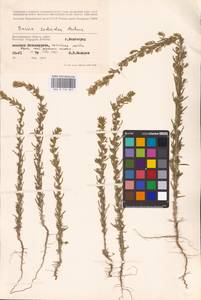 Sedobassia sedoides (Pall.) Freitag & G. Kadereit, Восточная Европа, Нижневолжский район (E9) (Россия)