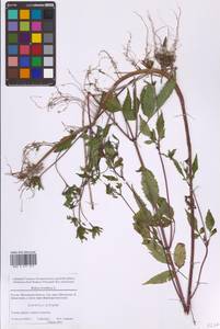 Череда олиственная, Череда многолистная L., Восточная Европа, Московская область и Москва (E4a) (Россия)