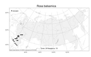 Rosa balsamica, Шиповник бальзамический Besser, Атлас флоры России (FLORUS) (Россия)
