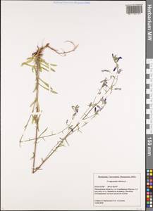 Колокольчик сибирский L., Восточная Европа, Московская область и Москва (E4a) (Россия)