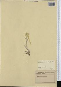 Leontopodium nivale subsp. alpinum (Cass.) Greuter, Западная Европа (EUR) (Словения)
