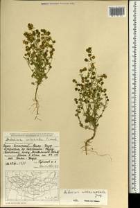 Полынь крупноголовая Jacquem. ex Besser, Монголия (MONG) (Монголия)