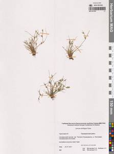 Juncus hybridus Brot., Сибирь, Чукотка и Камчатка (S7) (Россия)