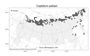 Coptidium pallasii, Арктолютик Палласа (Schltdl.) Á. Löve & D. Löve, Атлас флоры России (FLORUS) (Россия)