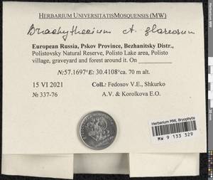 Brachythecium glareosum (Bruch & Schimp. ex Fiedl.) Schimp., Гербарий мохообразных, Мхи - Новгородская и Псковская области (B5) (Россия)