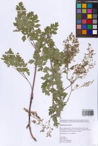 Bасилисник малый L., Восточная Европа, Нижневолжский район (E9) (Россия)