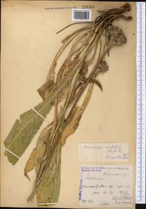 Соссюрея грязноцветковая Kar. & Kir., Средняя Азия и Казахстан, Северный и Центральный Тянь-Шань (M4) (Киргизия)