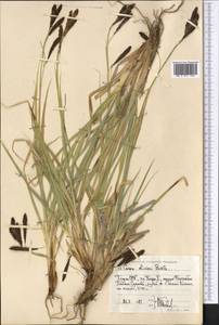 Carex nivalis Boott, Средняя Азия и Казахстан, Памир и Памиро-Алай (M2) (Таджикистан)