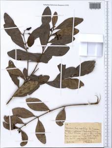Magnoliopsida, Африка (AFR) (Эфиопия)