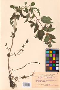 MHA 0 158 493, Mentha × verticillata L., Восточная Европа, Западно-Украинский район (E13) (Украина)