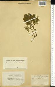 Можжевельник казацкий L., Сибирь, Западный (Казахстанский) Алтай (S2a) (Казахстан)