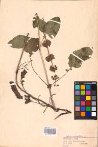 MHA 0 156 475, Шалфей мутовчатый L., Восточная Европа, Восточный район (E10) (Россия)