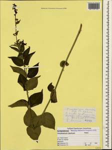 Vincetoxicum hirundinaria subsp. jailicola (Juz.) Markgr., Крым (KRYM) (Россия)