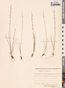 Триостренник болотный L., Сибирь, Чукотка и Камчатка (S7) (Россия)