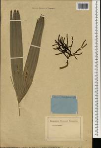 Rhapis excelsa (Thunb.) A.Henry, Зарубежная Азия (ASIA) (Неизвестно)