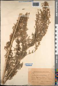 Полынь горькая L., Средняя Азия и Казахстан, Западный Тянь-Шань и Каратау (M3) (Киргизия)