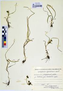 MAG 0003621, Ежеголовник северный  Laest. ex Beurl., Сибирь, Чукотка и Камчатка (S7) (Россия)